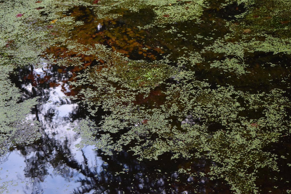 Wecantify's tweet photo. Washington Park Arboretum https://t.co/oHQmbmnNds