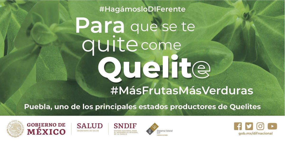 DIF_NMX's tweet photo. #AlimentosDeMiTierra Los quelites son un alimento bajo en calorías, con alto valor nutricio, económicos y versátiles. Incluirlos en tu alimentación puede tener beneficios para tu salud.

¡#Puebla es uno de los principales productores a nivel nacional!

#HagámosloDIFerente🥬 https://t.co/lubPLPE1KZ