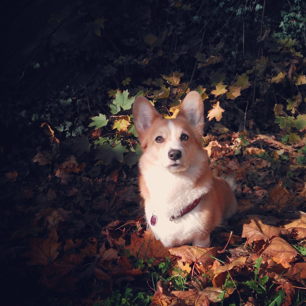 Herbststimmung in Hamburg. Mit #corgi 🍂🍁