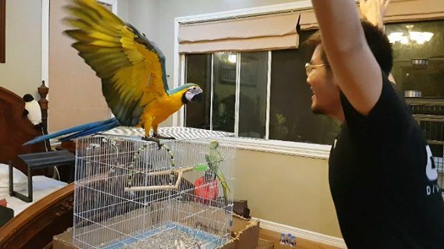 birdsofcebu's tweet photo. Someone asked me how I teach birds to fly.

I have decided to share the secret to teaching birds the skill of flight. 
Iggy is such a good student!

#birdsofcebu 
#XBLoC
#CebuAvianTrainers

#birdsofinstagram #parrotsofinstagram  #blueandgoldmacaw #macaw https://t.co/XOpZQ9l02G