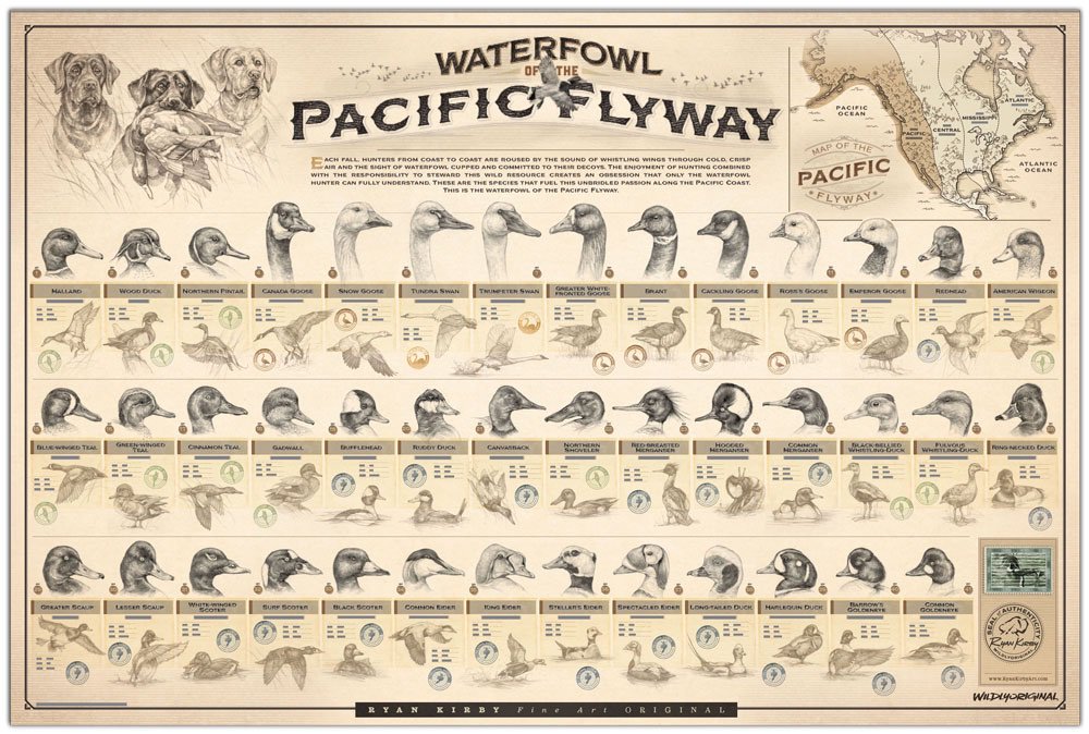 They’ve finally arrived: The Waterfowl of North America. Every single species that fills the skies of the Atlantic, Mississippi, Central and Pacific Flyways is in this print. Exhaustively researched, carefully drawn and creatively designed, get yours here: bit.ly/2P8orwA