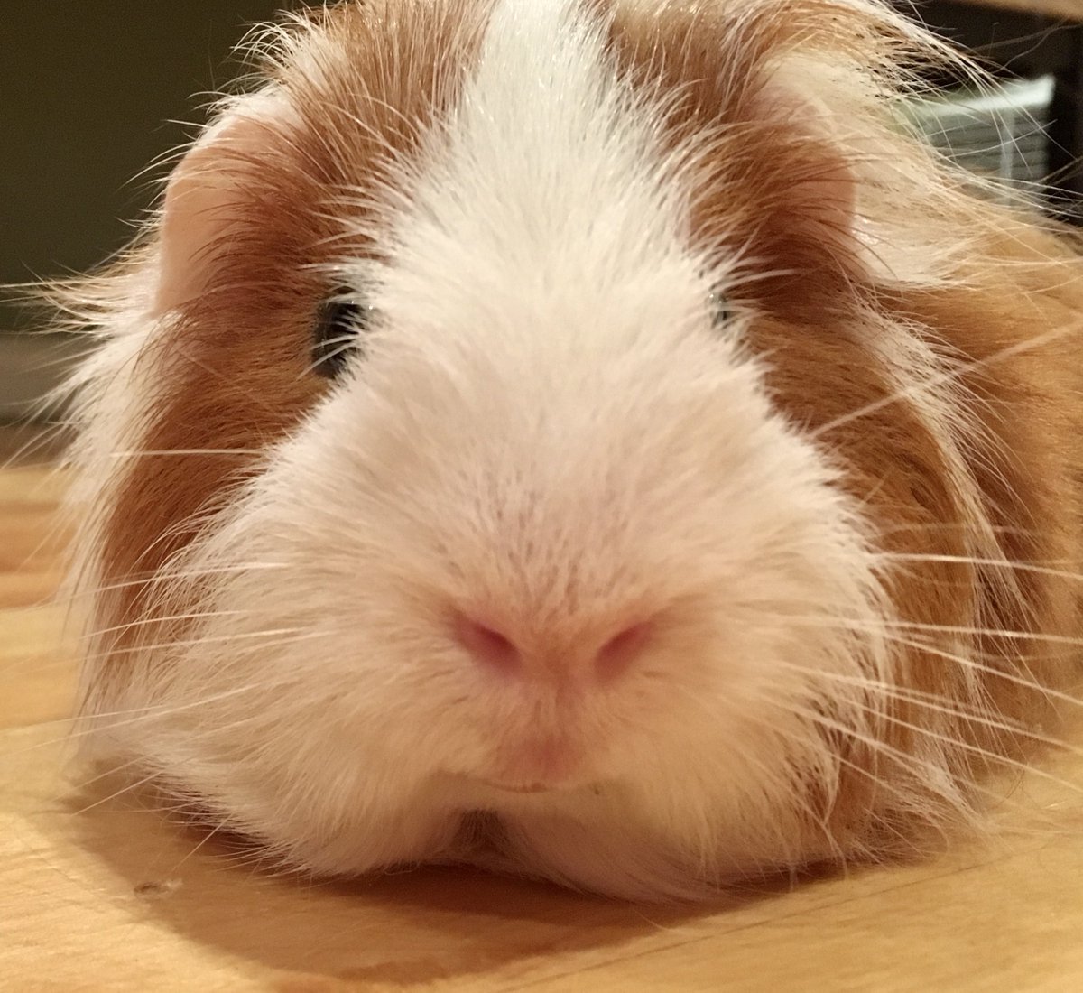 hersh_ted's tweet image. Oh hi👋🏻.... just out for my nightly sit on the floor and don’t move outing .... #exercisefail #extremecloseup #guineapig #terrifiedTeddy