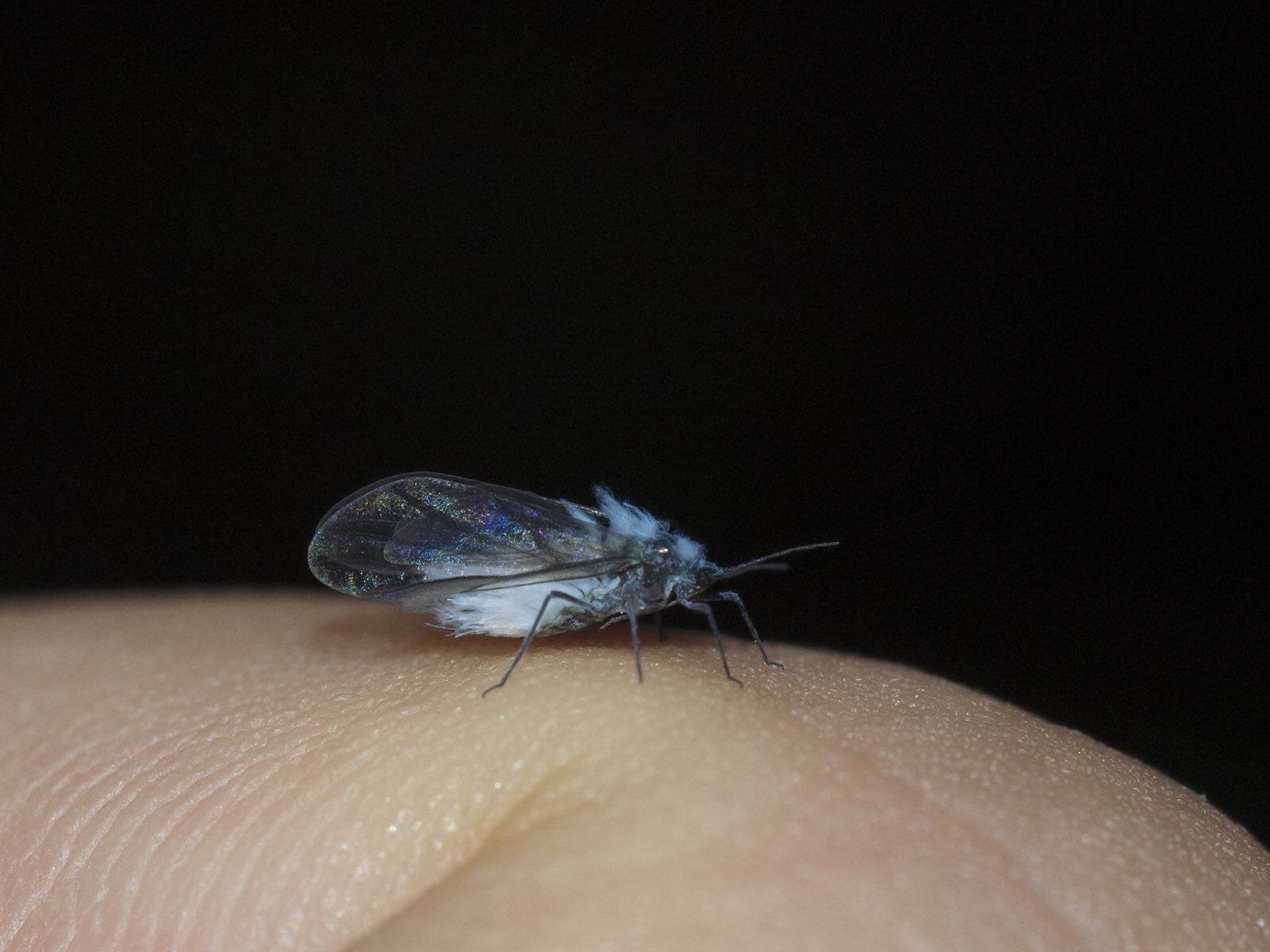 画像 通称雪虫の仲間 アップで見るとこんな感じ これは関東のなので 北海道のトドノネオオワタムシとはおそらく別のワタアブラムシ類と思われる T Co まとめダネ