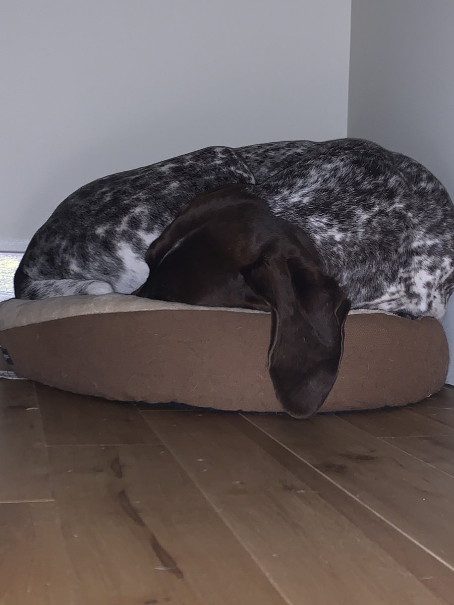 thegunner's tweet photo. Naps in cat beds are the best!! https://t.co/eMFXvP8UB7