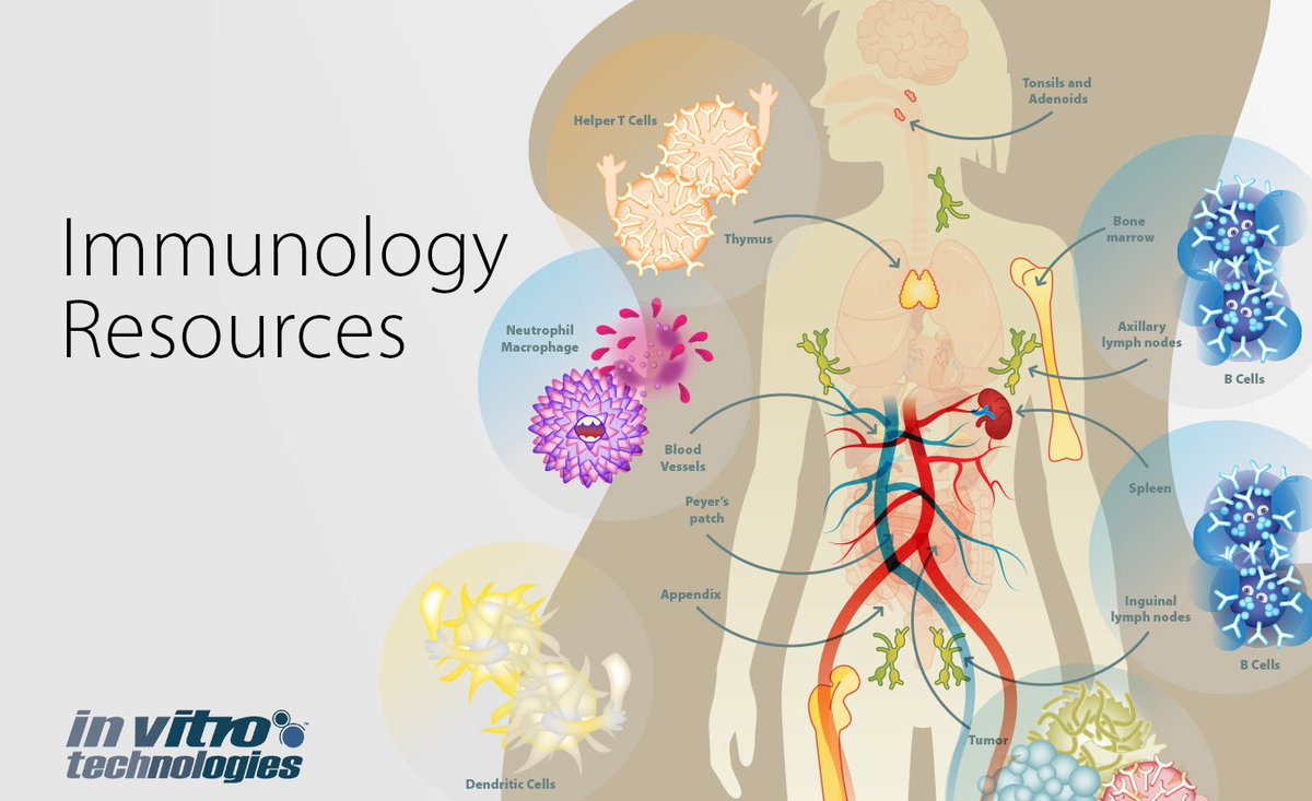 Find resources for your immunology research with this great information -&gt;lifescience.invitro.com.au/immunology-res… #science #cancer #biotech #immunology