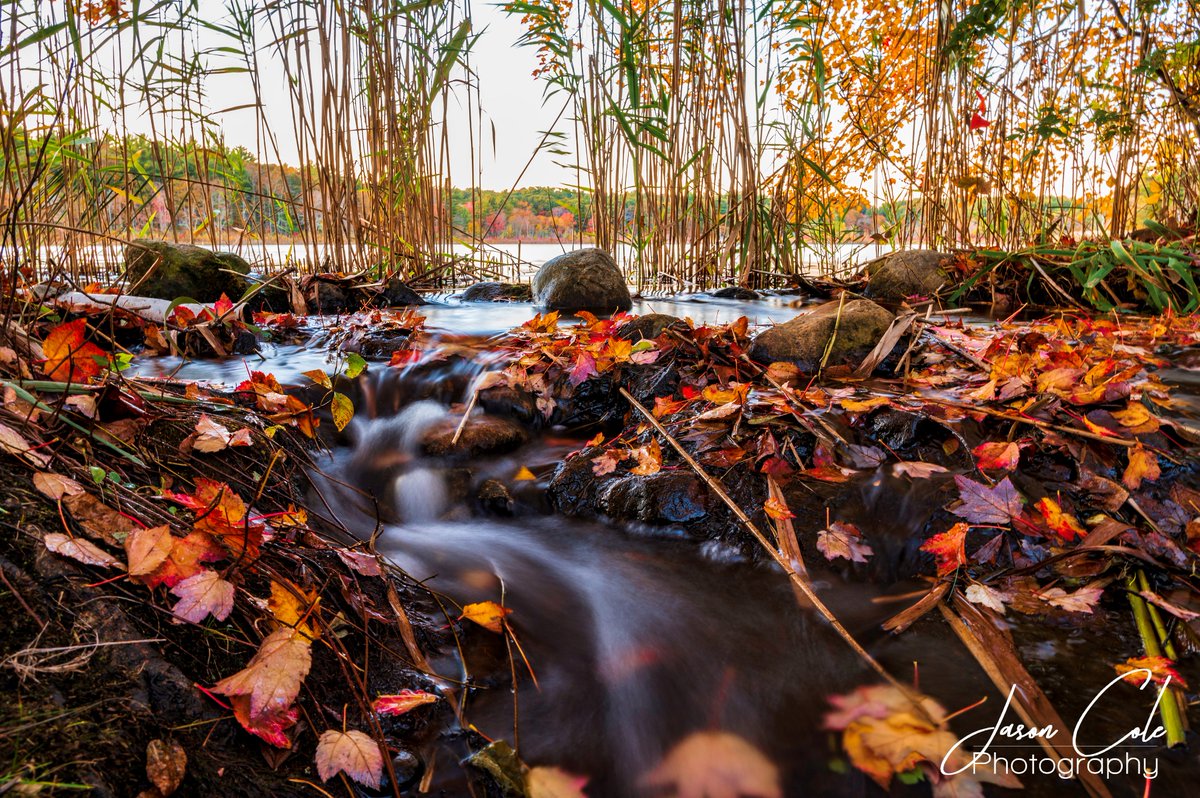 Fall in Marshfield, MA - Hoyt-Hall Preserve
#naturalmassachusetts #365SouthShore #foliage #autumn