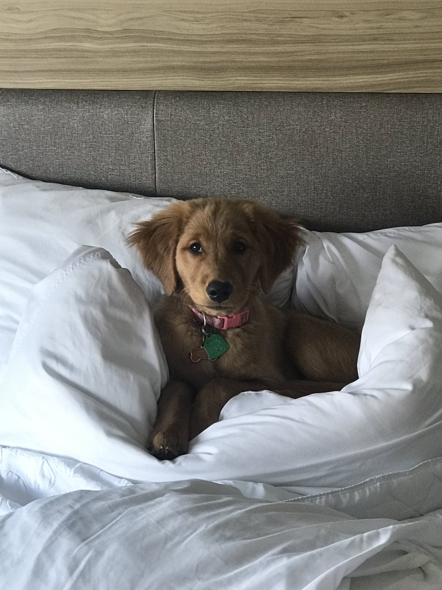 LexiBlue16's tweet photo. Got to go on my first trip with my humans!! I enjoyed the sweet hotel life!! https://t.co/j5pKQGmOkq