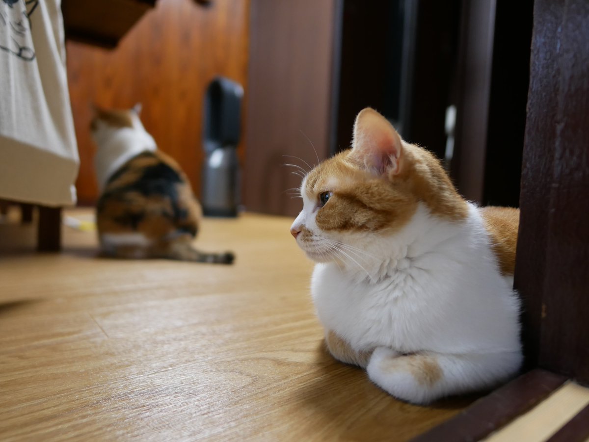 もしも猫が喋ったら 信玄餅なんてひどいよね 謝ったって許さないんだから 信玄餅 桔梗信玄餅 もしも猫が喋ったら 信玄餅なんてひどいよね 謝ったって許さないんだから 信玄餅 桔梗信玄餅
