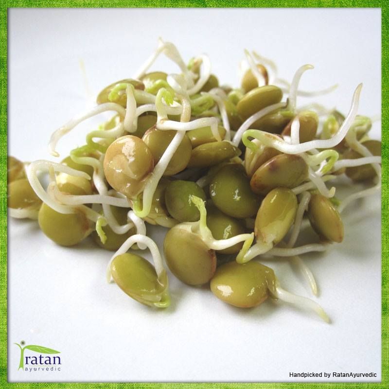 Как прорастить сою. Проросшая соя. Проростки маш. Микрозелень бобы мунг. Как прорастить сою.