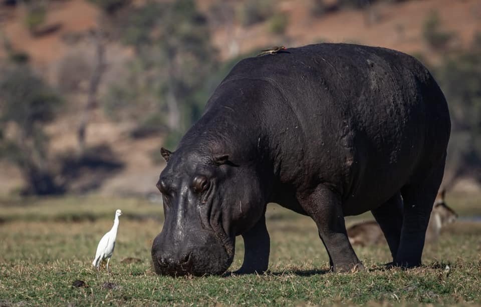 Enricossafaris's tweet photo. A delightful friendship!
Bad-tempered hippo and cheerful birds
 
#tanzaniasafari #wildlifesafari #safari #safarilive #safariphotography #safaris travelgram #travel_captures #travelling #travelawesome #travelbag #adventuretravel  #adventuresession #adventurer #africana https://t.co/8UBUn3CeGv