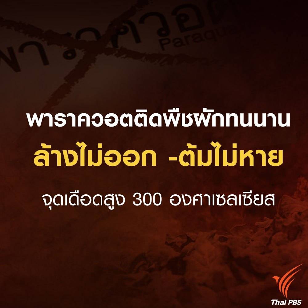 ThaiPBSNews's tweet photo. พาราควอต คืออะไร ? ทำไม 53 ประเทศทั่วโลกต้องสั่งแบน

#ชี้ชะตาสารเคมีเกษตร #ThaiPBSnews https://t.co/3Y6Pkhngzs