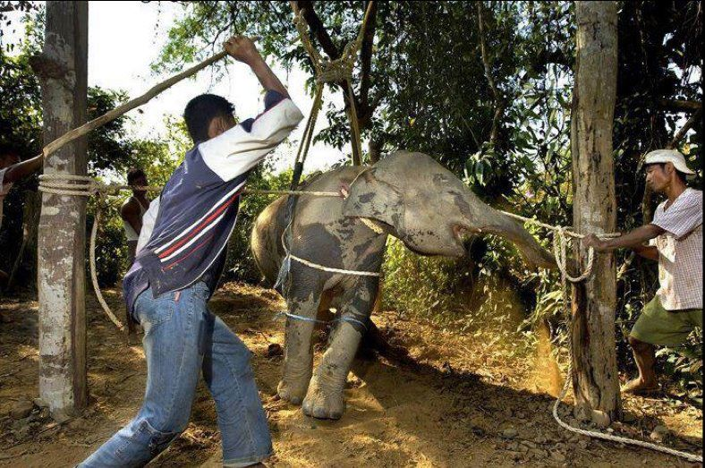 nicholasyu12's tweet photo. Say NO to #Elephant-RIDING, say NO to using elephants for human entertainment in #Circuises or Tourisms

https://t.co/rrVk5uNuCT

#animalcruelty #vegan #animalrights #animals #animalabuse #crueltyfree #animalliberation #animallover #activism #veganactivist #speciesism #meatfree https://t.co/4yJTJxFczh