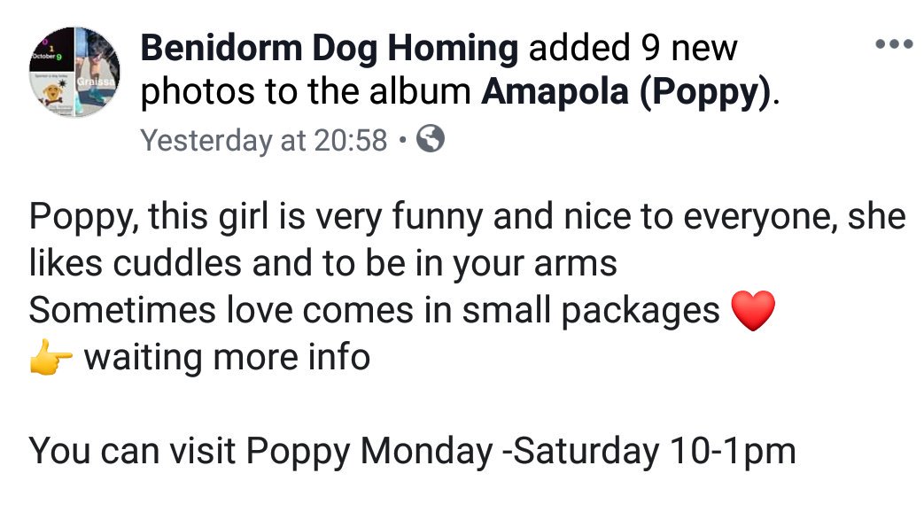 Does Poppy's little face melt you?  She might look like she is smiling but the reality is she's behind bars at Benidorm Dog Home waiting for someone to offer her love, to steal their heart.  I walked her last week, she is so adorable.  See u tomorrow Poppy <3 PlsRT