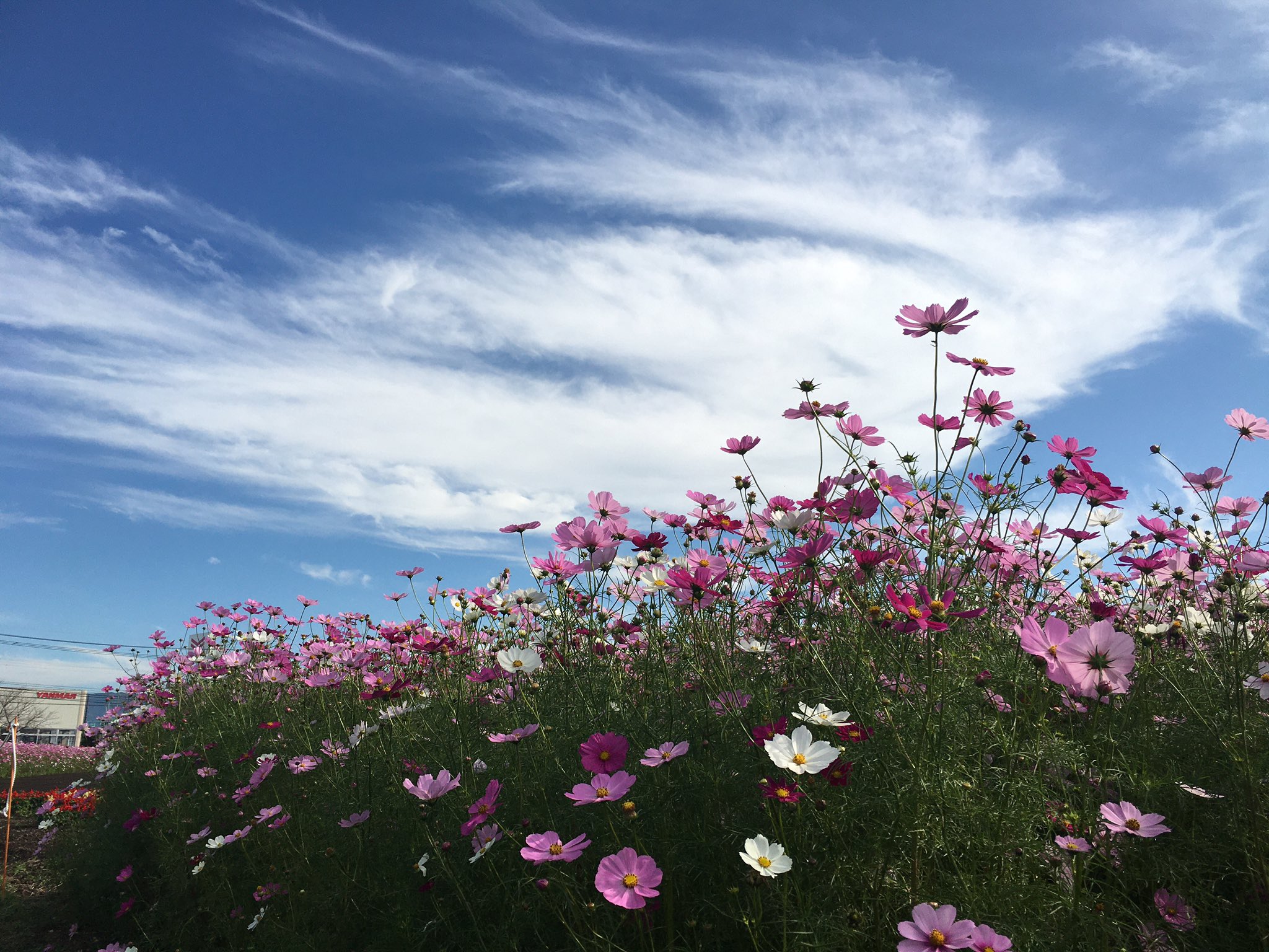 Agu キリンビール福岡工場 キリン花園 1000万本のコスモス 満開でした T Co Mobtjfajvc Twitter