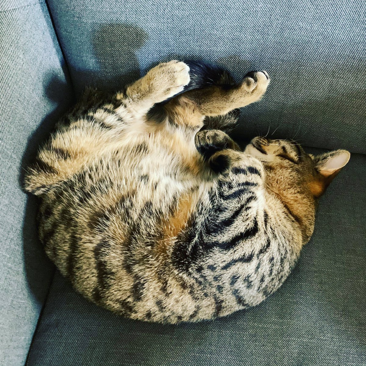 tehlawlzx's tweet photo. I mean, sure...
#frumpkin #cat #caaat #sleepy https://t.co/LDYWj2QGPo