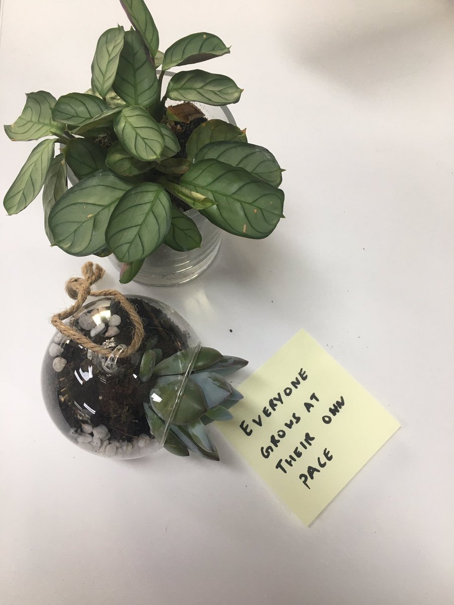 proverbproject's tweet image. Everyone grows at their own pace. #plantproverb