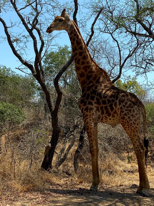 Mon animal pr&eacute;f&eacute;r&eacute; .. https://t.co/wfGl60z5ni<a href="/tag/canal"class="tags"><span>#canal</span></a>