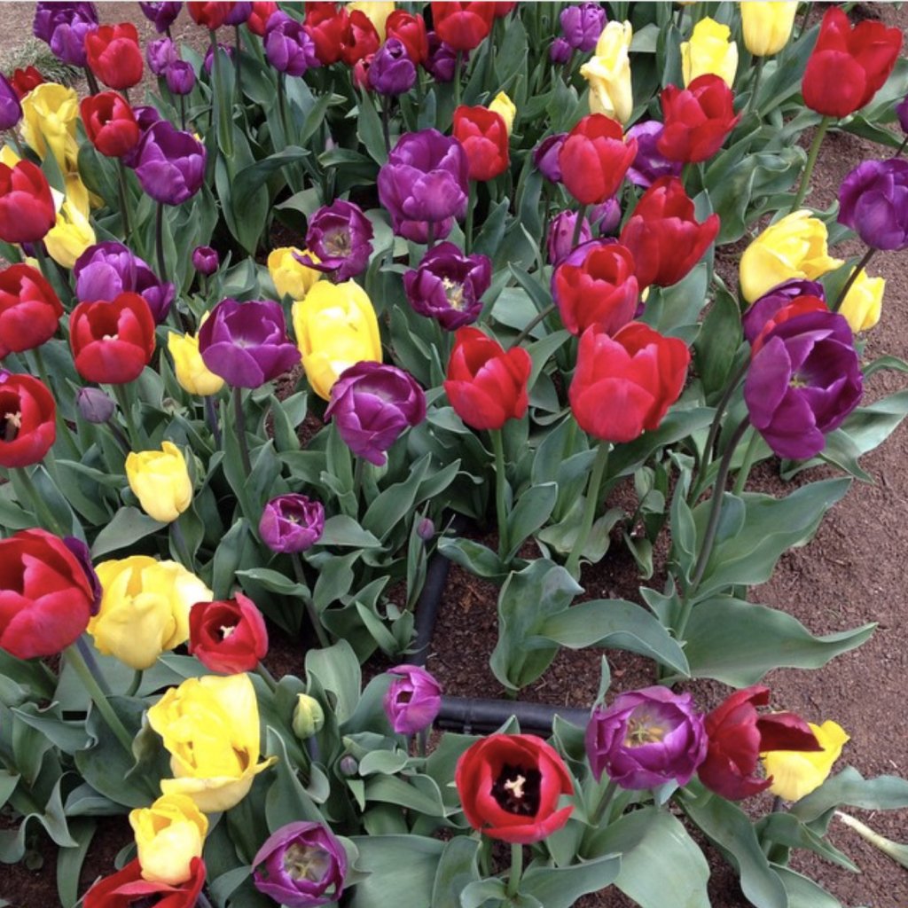 Ahh Spring…you mistress of colour you curiosityandquirk.wordpress.com/2019/10/22/ahh…