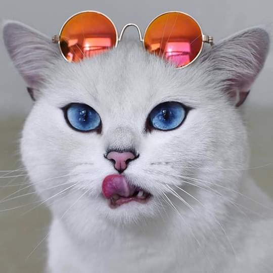 LinaRiv44529289's tweet photo. #catcool https://t.co/zYWvaAbnac