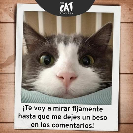 LinaRiv44529289's tweet photo. #catcool https://t.co/zYWvaAbnac