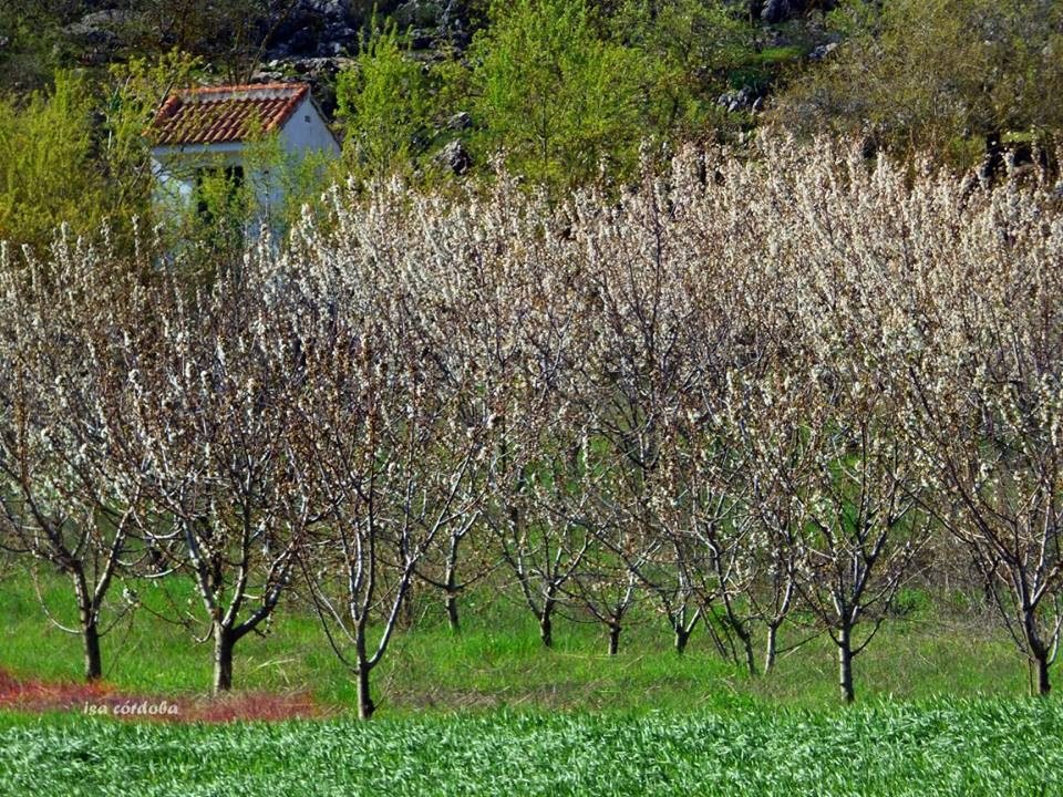 Alfarnate: El sendero de los cerezos 
axarquiaplus.es/alfarnate-el-s…