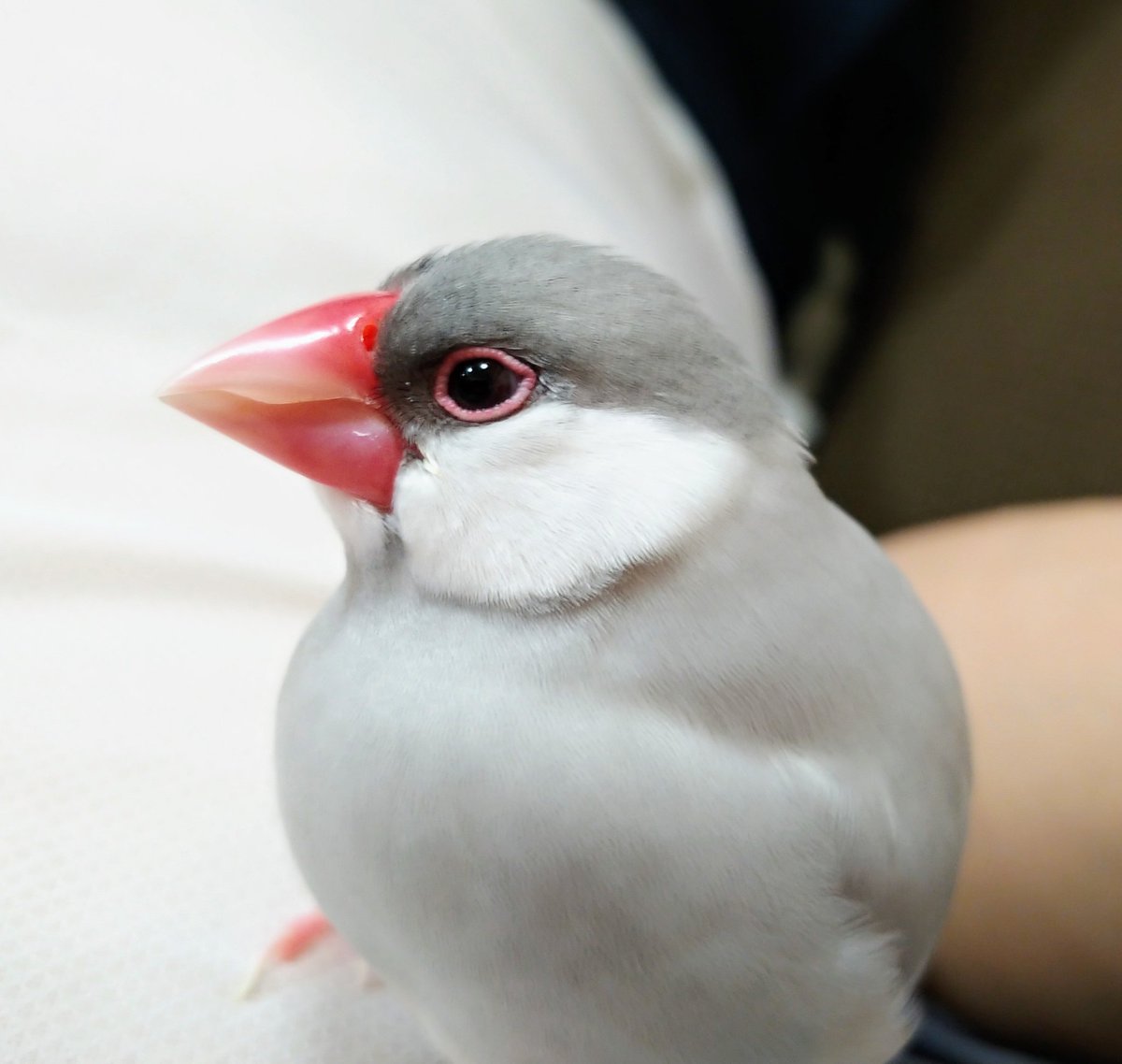 ニッタチャン この子 カワユイぞ 文鳥 文鳥かわいい シルバー文鳥 ういろう T Co R0prwa1hwu Twitter