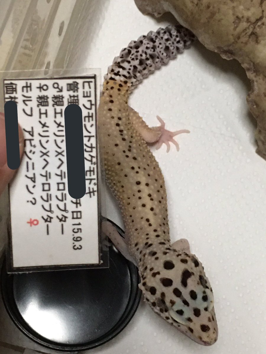 一夢庵ひょっとこ斎 公式 ちょくちょく出てましたが ワケあって紹介が遅れました 九月から新しく仲間入りした三銃士です 日本人の目ではほぼ見えないと言われている緑色が出るエメリン持ちです そのせいか日本では知名度があまりないかも もし 一夢庵ひょっとこ斎 公式 ちょくちょく出てましたが ワケあって紹介が遅れました 九月から新しく仲間入りした三銃士です 日本人の目ではほぼ見えないと言われている緑色が出るエメリン持ちです そのせいか日本では知名度があまりないかも もし