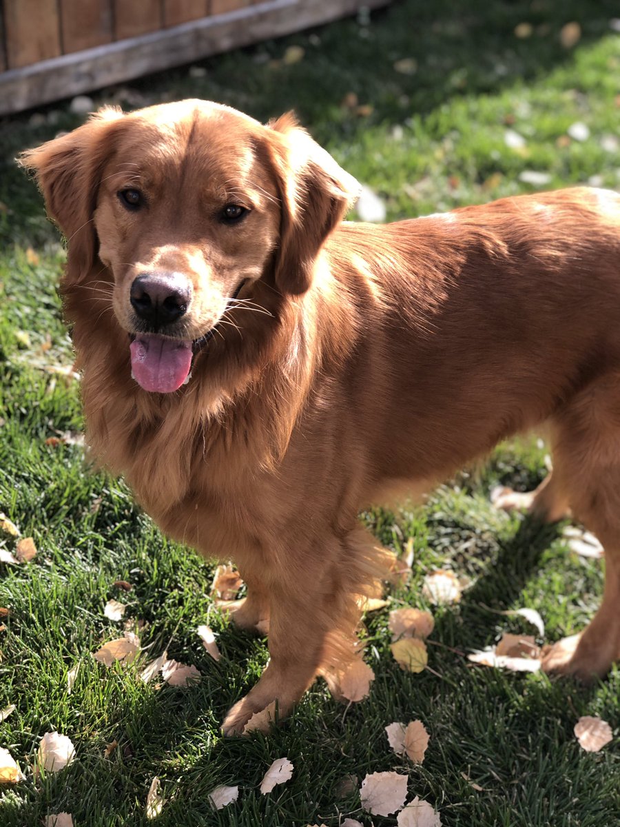 CherylHerperger's tweet photo. My #furbabies on a beautiful autumn day 🍁🐾🍂 #levi #brewster #bella #goldenretriever #blacklab #yycdogs #yycdogsofinstagram #calgarydogs #calgarydogsofinstagram #dogsofcalgary #hungarianhounds #hungarianhoundsofinstagram #autumn #autumnvibes🍁 #fall https://t.co/iNOcyGiwoZ