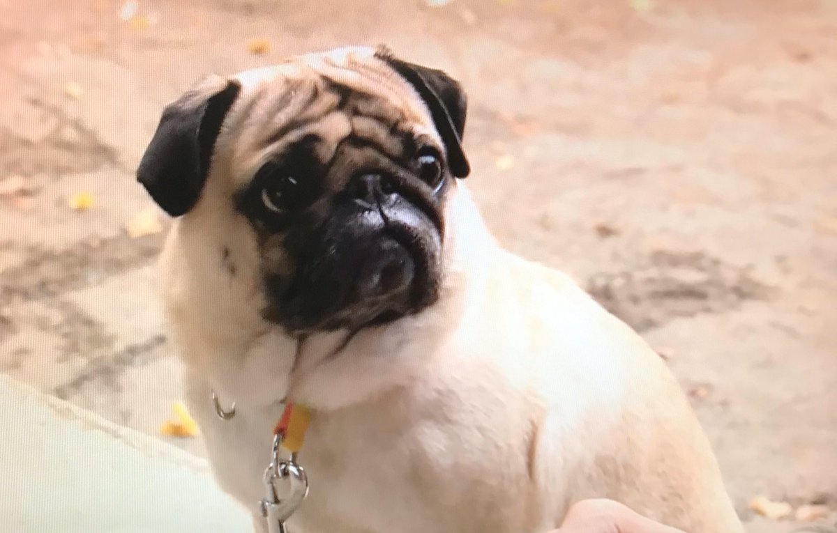 まだ結婚できない男 パグ犬