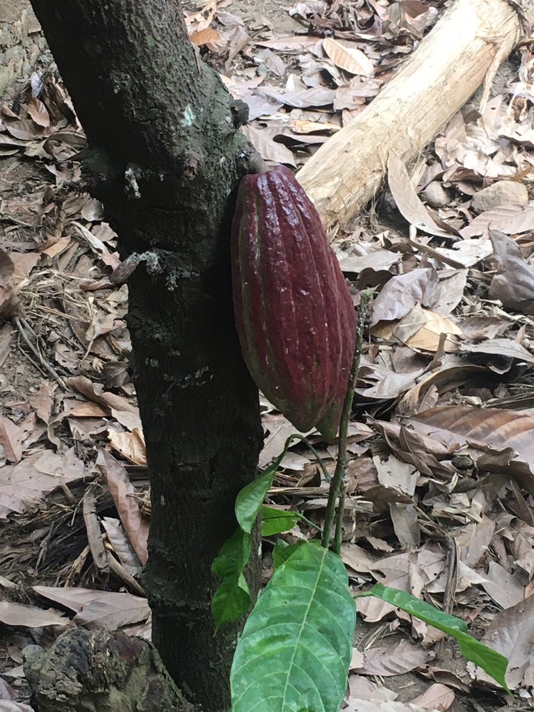 CA KEYECU Ltd cocoa cooperative in Kyela, just started #Agriterra @friskoopmans <a href="/ibrahimu_harry/">Ibrahimu Harry</a>