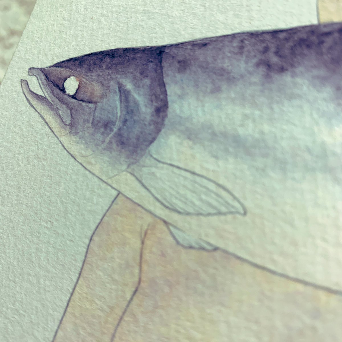 いか 鮭 イラスト Illustration 水彩