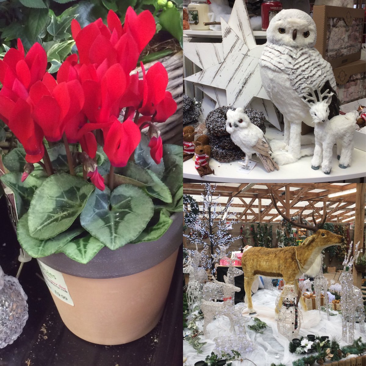 It's beginning to look a lot like Christmas....
Each year the Christmas displays just get better!
#HUK #christmas #gardencentres #gardencentreretail #Retail #retailers #display #Christmas2019 #ChristmasIsComing