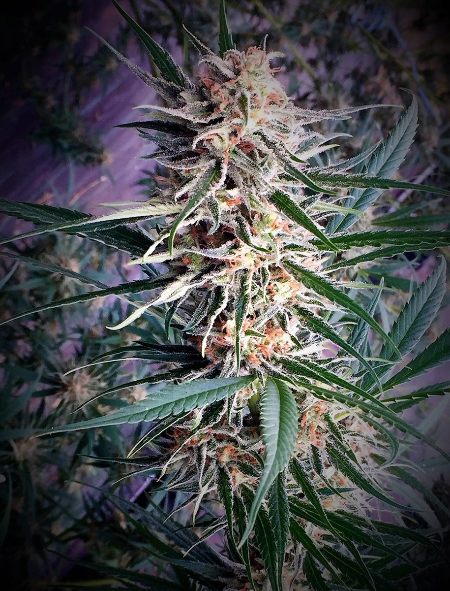 manoverdeseeds's tweet photo. #AMNESICA https://t.co/KdRChyAh5z https://t.co/ibY0S8yX3u