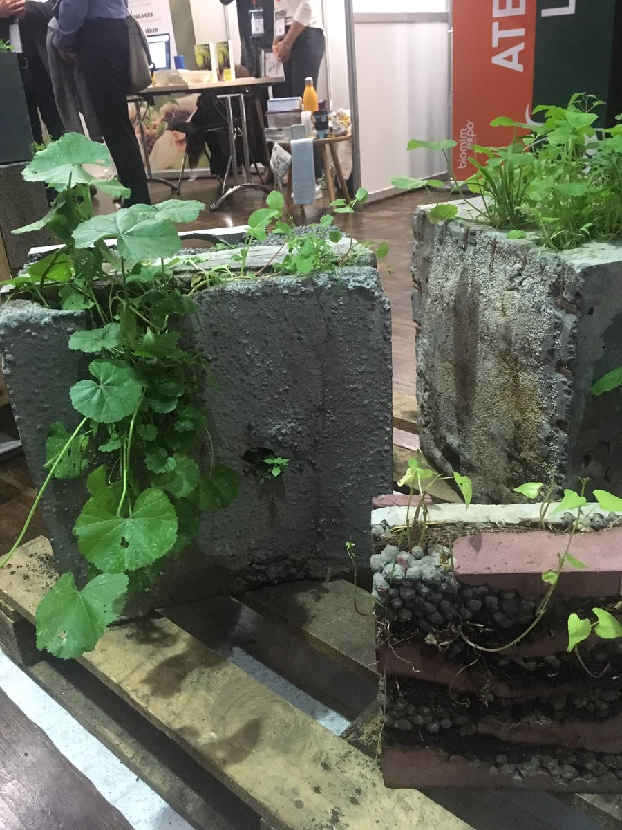 FloraPloquin's tweet photo. Bioinspire Muséum @Le_Museum présente un prototype de mur végétal au Biomim'Expo à la @citedessciences 
#Biomimexpo https://t.co/uD9wnH697i
