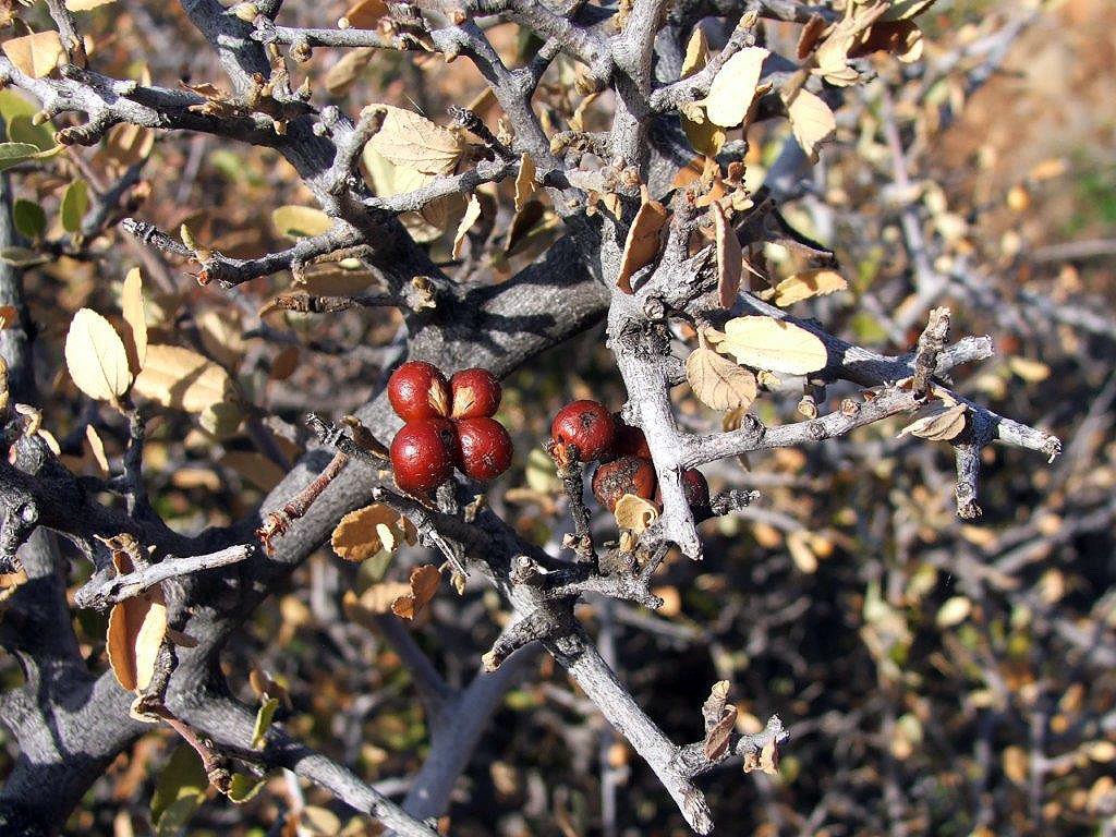 BotSocSA's tweet photo. #TreeTuesday Grewia robusta: A frost resistant, sweetly scented tree that grows on rocky hill slopes and in valley bushveld in arid areas of the Karoo and Eastern Cape. The fruit are edible and can be eaten cooked or raw. Photos: Eugene Moll. #BotSocSA #TreesOfAfrica https://t.co/1o0aL7Qxei