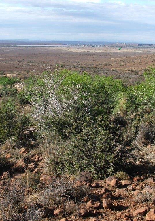 BotSocSA's tweet photo. #TreeTuesday Grewia robusta: A frost resistant, sweetly scented tree that grows on rocky hill slopes and in valley bushveld in arid areas of the Karoo and Eastern Cape. The fruit are edible and can be eaten cooked or raw. Photos: Eugene Moll. #BotSocSA #TreesOfAfrica https://t.co/1o0aL7Qxei