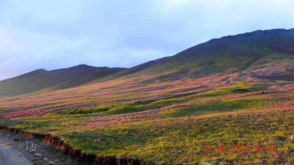 The_North_Blood's tweet photo. The Deosai plains encompass 3,000 sq km area. It is well known for its rich flora and fona of the Karakorum -West Tibetan plateou alpine steppe Eco region. In spring season ,it is covered by swaps of wild flowers and wide variety of butterflies. 

@gilmour_wendy https://t.co/o2fLEEHnCp