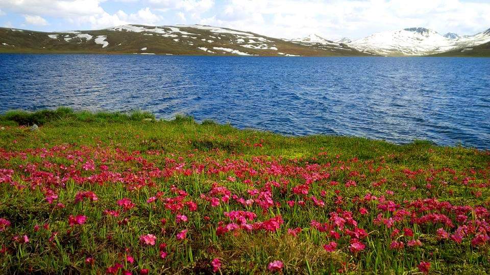 The_North_Blood's tweet photo. The Deosai plains encompass 3,000 sq km area. It is well known for its rich flora and fona of the Karakorum -West Tibetan plateou alpine steppe Eco region. In spring season ,it is covered by swaps of wild flowers and wide variety of butterflies. 

@gilmour_wendy https://t.co/o2fLEEHnCp