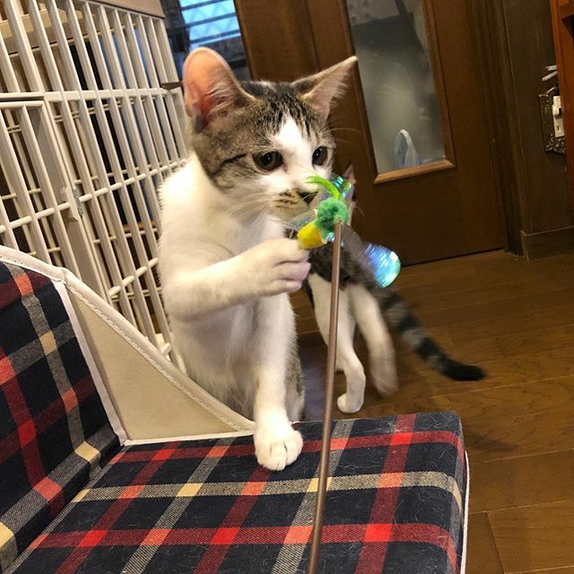 caracatcafe's tweet photo. 花を愛でる少女💐
のような
#猫じゃらし を愛でる #とめ子ちゃん
#里親様募集中
#仔猫 #こねこ #kitten #kitty
#保護猫
#ねこのいる暮らし #ねこのいる生活
#cat #catsofinstagram #instacat #sweetcatshub
#猫 #ねこ #ネコ #猫カフェ #caracatcafe #箕面 #北摂
#ccck127 https://t.co/uzOBdL6YOM