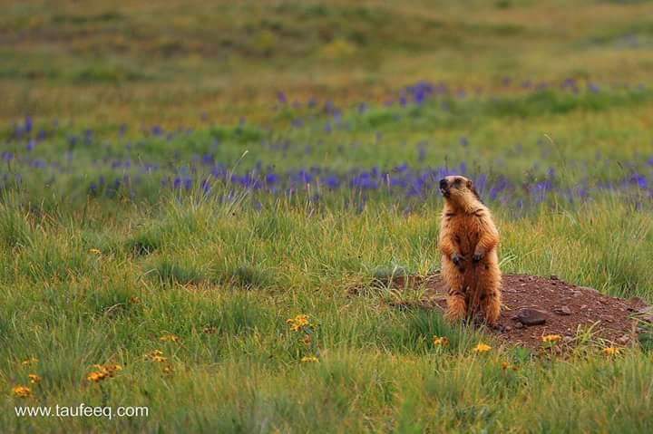 The_North_Blood's tweet photo. The Deosai plains encompass 3,000 sq km area. It is well known for its rich flora and fona of the Karakorum -West Tibetan plateou alpine steppe Eco region. In spring season ,it is covered by swaps of wild flowers and wide variety of butterflies. 

@gilmour_wendy https://t.co/o2fLEEHnCp
