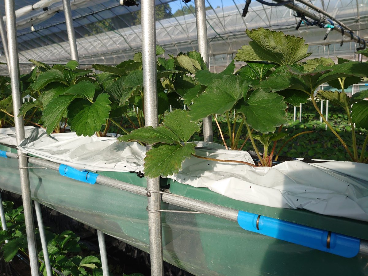 かや ﾀﾞｲｵﾝｼﾞﾌｧｰﾑ 苺農家 マルチの仮止め終わり 葉面散布しても平気でした あとはゆっくりラクエモンに乗りながら 本止め 11 22 葉面 アミノメリット青 メリット赤 キッポ青 ホップアップ 恵水 Hb101 まくぴか 80l