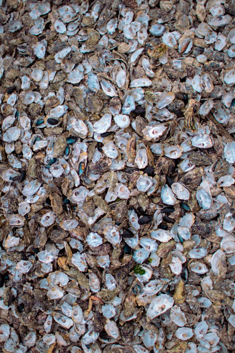 ShellfishSafety's tweet photo. The Billion #Oyster Project
A project based near Manhattan, is on an ambitious mission to strengthen and repair New York's dirty waterways by introducing 1 billion live oysters back into the ecosystem by 2035.
https://t.co/dc49eqRG2u
#shellfishsafety https://t.co/OOlkduJMgU