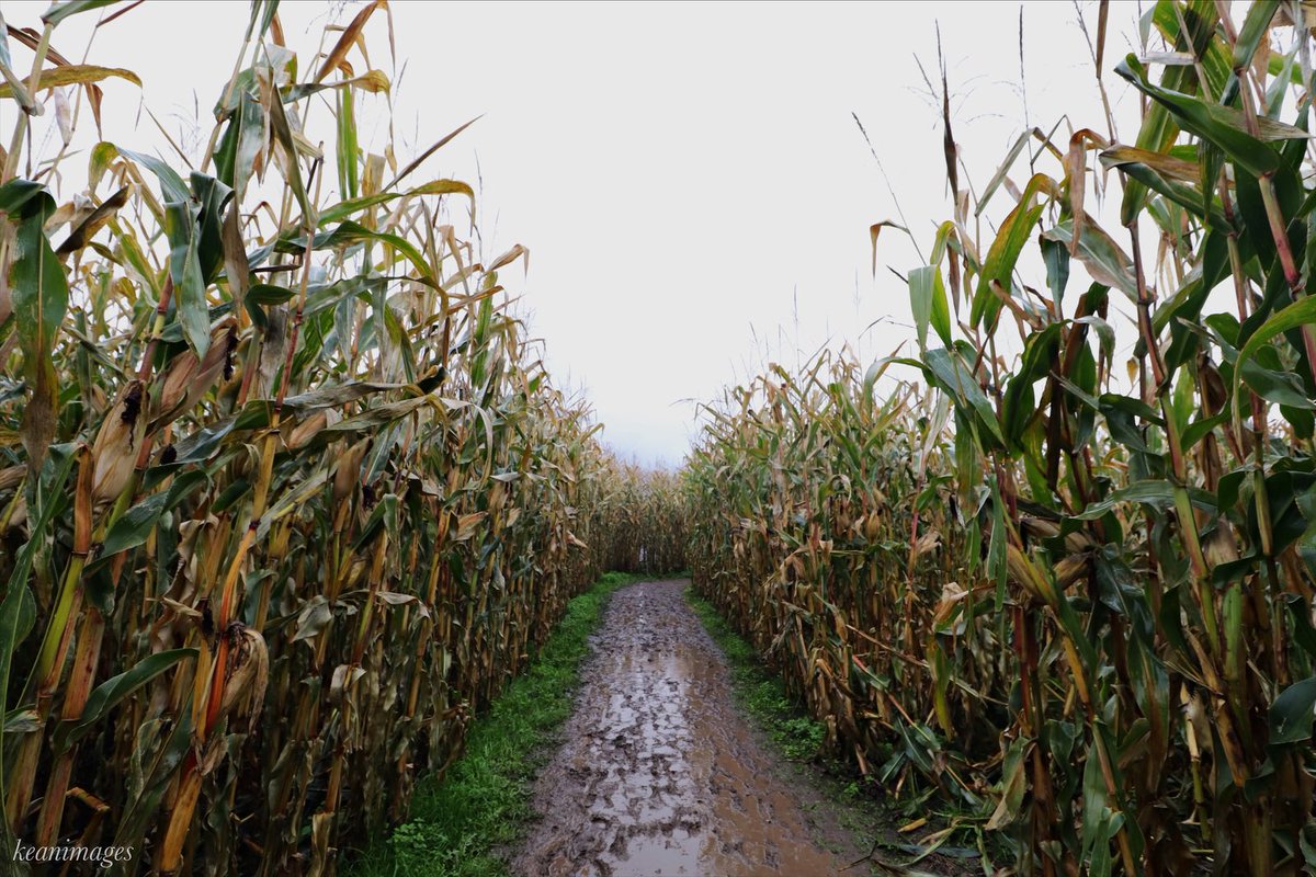 “The future depends on what we do in the present.” - Mahatma Ghandi #keanimages
#explorebc #chilliwackcornmaze #yvr #sharechilliwack #cornmaze #touristythings #beautifulbc #dailyhivevan #qotd #adventure