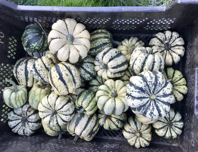 Topager's tweet photo. C’est la saison, et ici pas n’importe quelle courge : la fameuse et douce 𝓒𝓾𝓻𝓬𝓾𝓫𝓲𝓽𝓪 𝓹𝓮𝓹𝓸 ou encore “Sweet Dumpling”.
La fort bien aimée 𝓒𝓸𝓾𝓻𝓰𝓮 𝓟𝓪𝓽𝓲𝓭𝓸𝓾, qui pousse à ravir au dessus des toits de l'#OpéraBastille à #Paris ! 😃🍂
#Topager #automne https://t.co/HMKTRkR3Qq