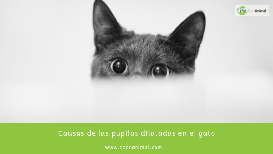 ZocoAnimal's tweet image. Causas de las pupilas dilatadas en el gato
 zocoanimal.com
ow.ly/571630pJsBj

#alimentacion #mascotas #tiendaonline #gatos #otoño