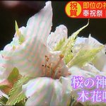 「即位の礼」でのまたの奇跡、静岡浅間神社で桜が咲く!