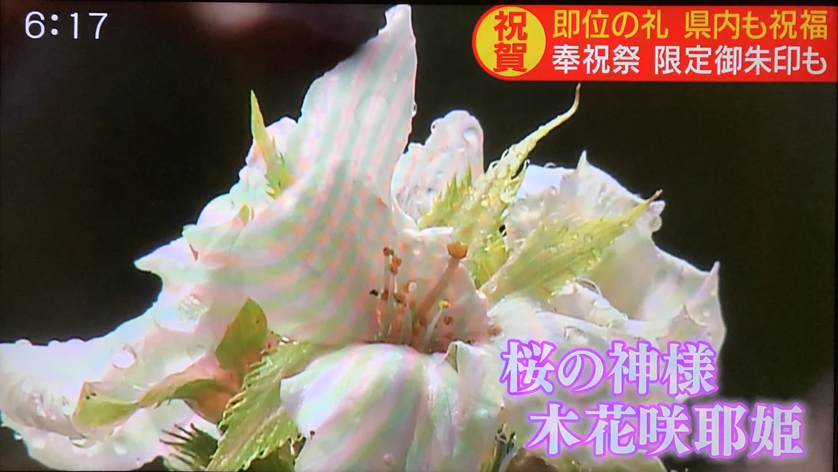 「即位の礼」でのまたの奇跡、静岡浅間神社で桜が咲く！