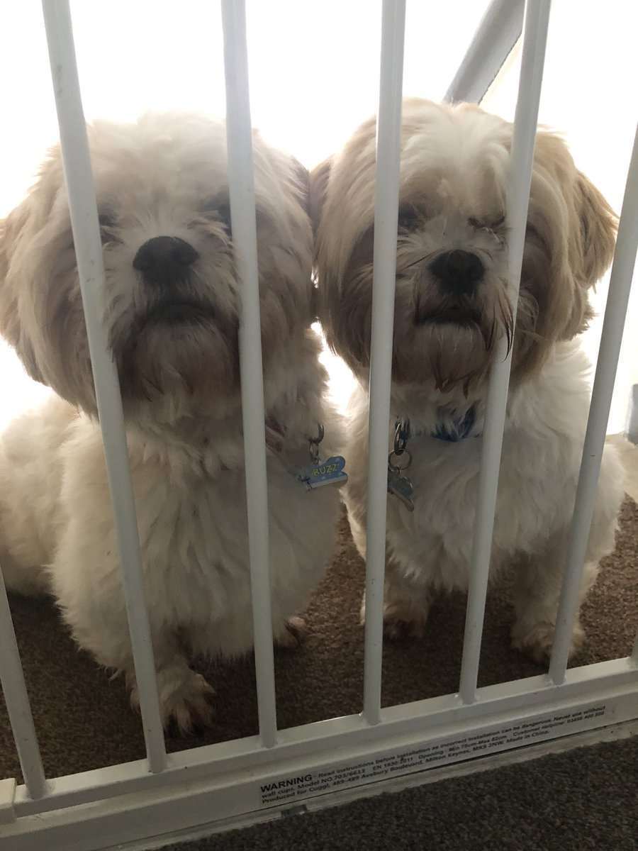 AstraRebecca's tweet photo. @BuzzWoody11 @thecavamalt currently in doggie jail for eating auntie Astra’s very expensive (she’s says) ugg boots. #badpups https://t.co/TSTAfThPfn