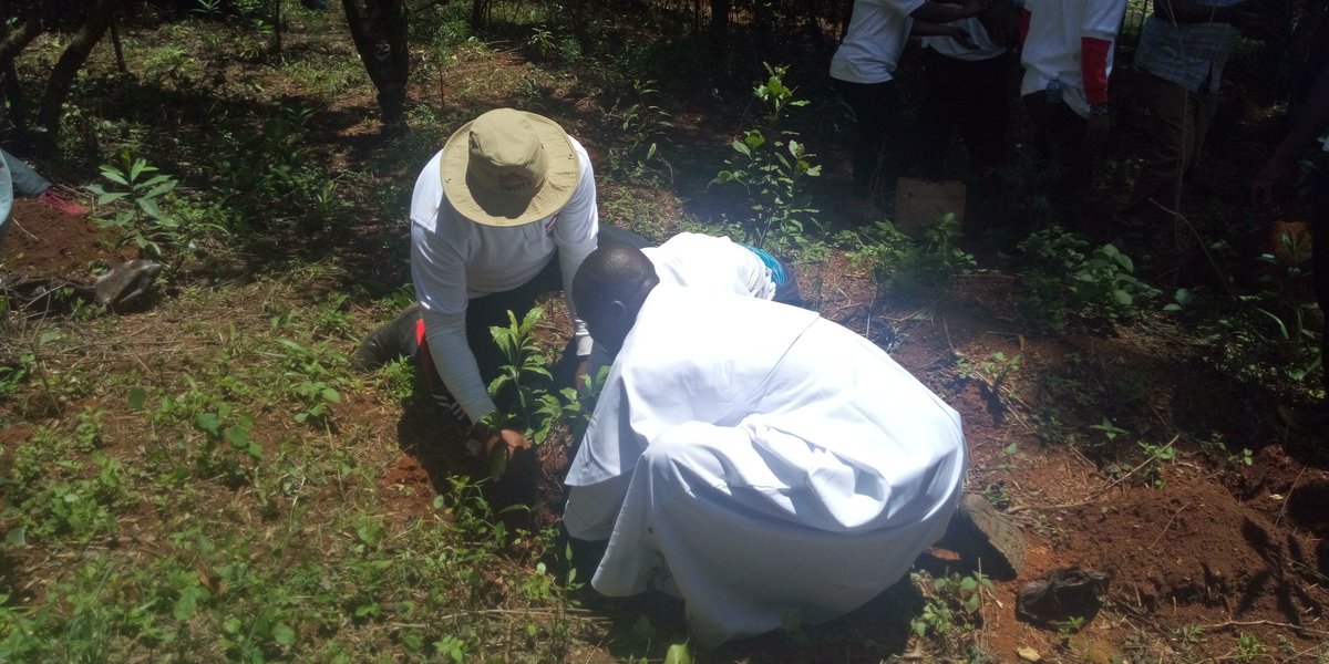 arnold_olando's tweet photo. Ceo Equity bank Dr James Mwangi planting the Muthiga tree species at Ngong forest at Equity bank's 35yr celebration #NiajeNiaje @GhettoRadio895  #Ghettoradionews https://t.co/6RZ7WCynwo