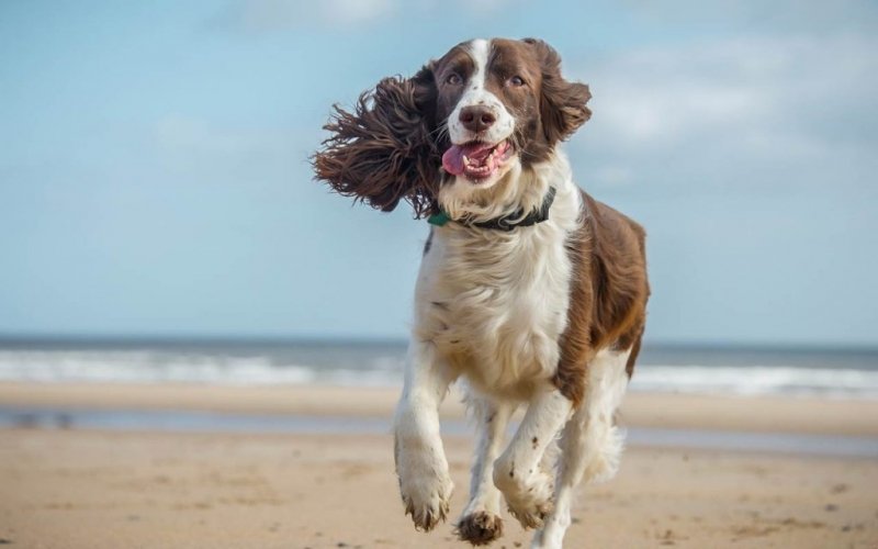 poochpubs's tweet photo. Check out the paw-some article by Saga - 10 Best #UK #dog #walks 

🐾🐕 https://t.co/qn6NzOjERt

#dogwalking #walks #dogs #articles #dogwalks #uk #beauty #pooch #poochpubs #dogfriendly #pubs https://t.co/EZwtxvm93a